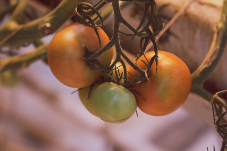 Organic Icelandic tomatoes